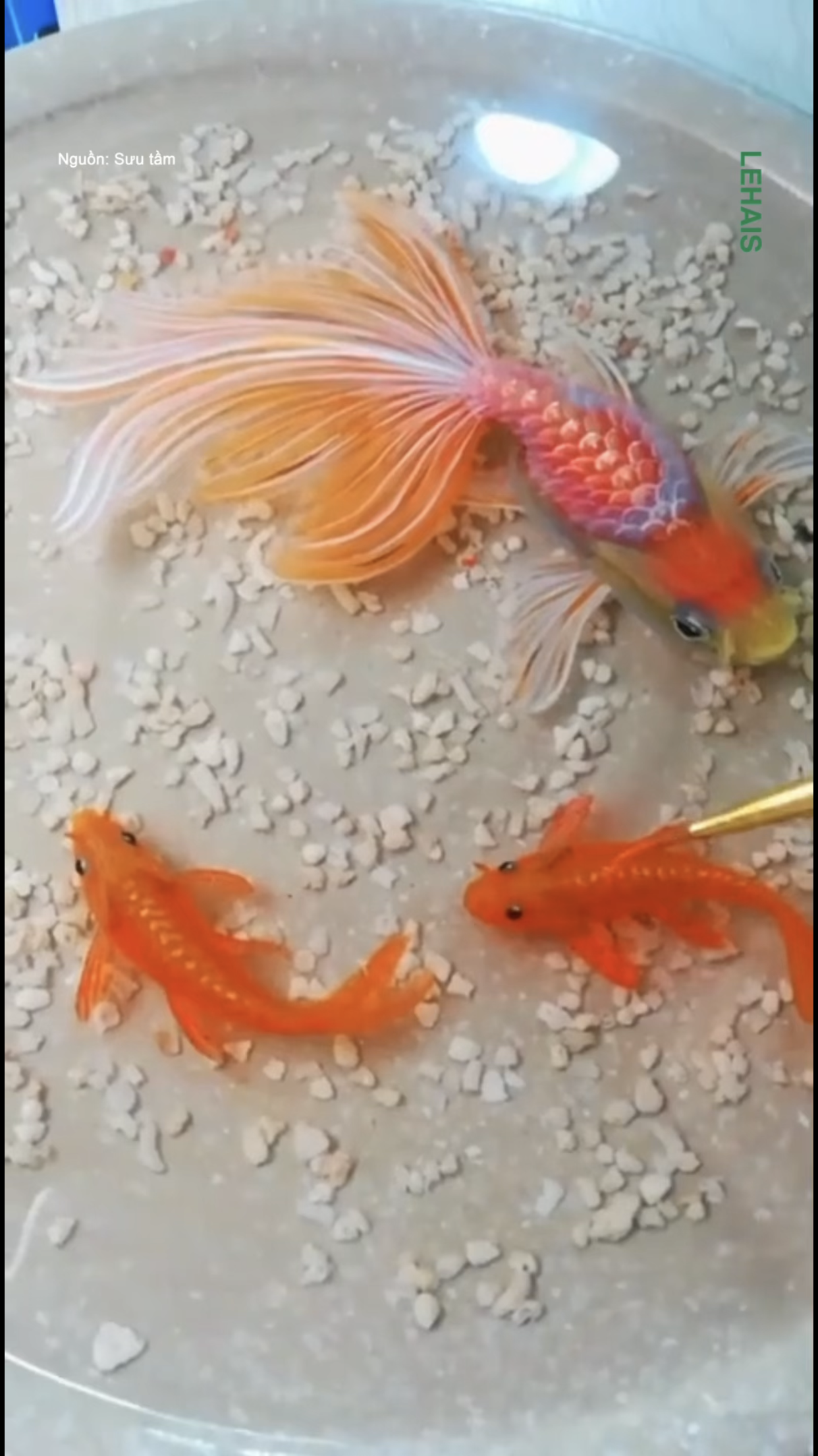 Cá vàng được vẽ 3D như thật 1